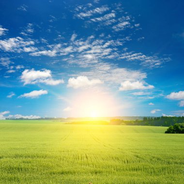 Sabahın erken saatlerinde, büyük buğday tarlasında parlak güneşle.