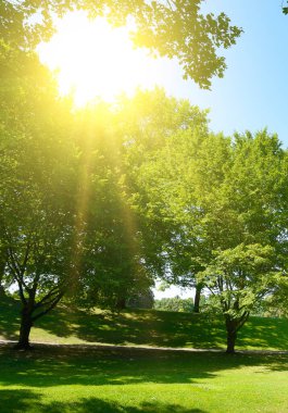 Parlak güneş yeşil yaz şehri parkında ve gökyüzünde