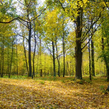 Sarı yaprakları dökülmüş sonbahar parkı.