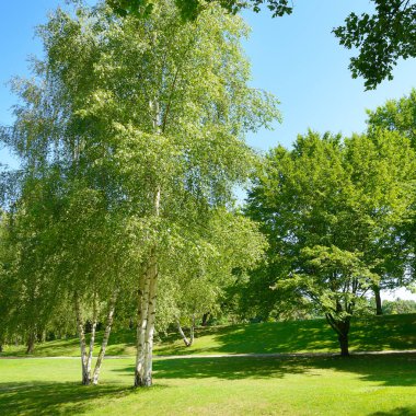 Beautiful meadow with green grass in large public park.