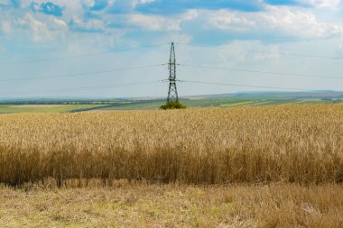Buğday tarlasında yüksek voltajlı elektrik hattı ve açık mavi gökyüzü.
