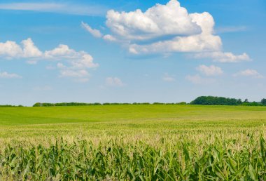 Olgun kulaklı parlak mısır tarlası Mısır ve mavi gökyüzü beyaz bulutlu.