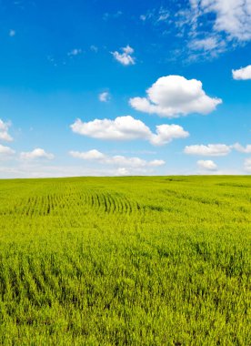 Parlak mavi gökyüzünün arka planında yeşil buğday tarlası.