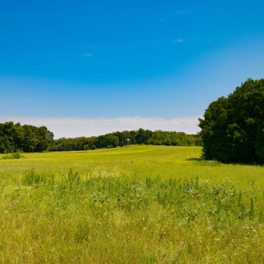 Çimen çeşitleri olan güzel bir yaz çayırı.