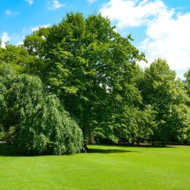 Green grass and tall trees in picturesque clearing in the park.