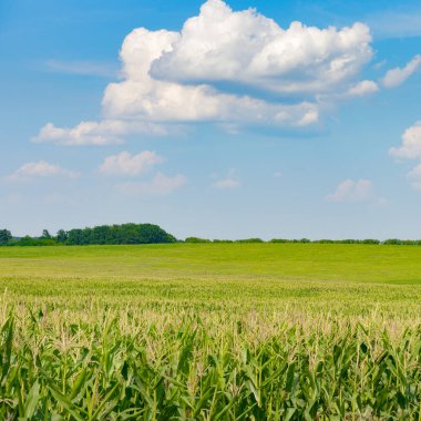 Olgun kulaklı parlak mısır tarlası ve bulutlu mavi gökyüzü..
