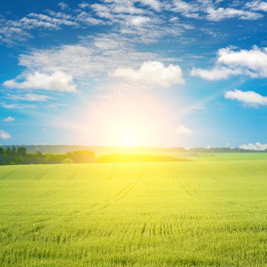 Sabahın erken saatlerinde, büyük buğday tarlasında parlak güneşle.