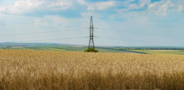 Buğday tarlasında yüksek voltajlı elektrik hattı ve açık mavi gökyüzü.