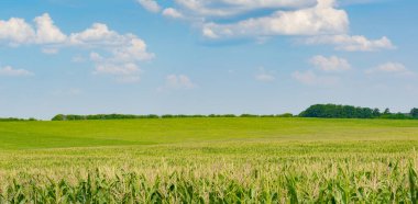 Olgun mısırlı parlak mısır tarlası ve beyaz bulutlu mavi gökyüzü..