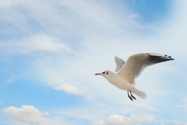 Güzel beyaz martı mavi gökyüzü ve bulutların arka planında.