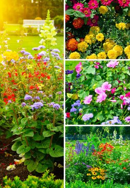 Parlak çiçekleri ve taze yaprakları olan güzel yaz çiçeklerinden manzaralar.