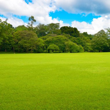 Tropikal parkta parlak yeşil çimenler