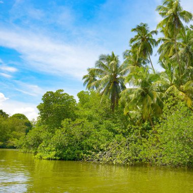 Göl kıyısındaki mangrov ormanında güzel palmiye ağaçları.