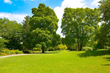 Uzun ağaçlar ve yeşil yeşil yeşil çimenler yaz parkında çayırda.