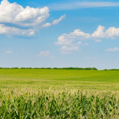 Olgun kulaklı parlak mısır tarlası Mısır ve mavi gökyüzü beyaz bulutlu.
