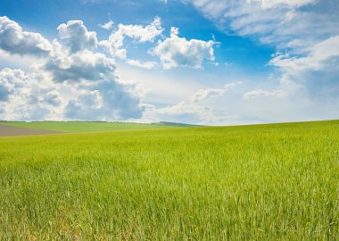 Parlak buğday tarlası ve mavi gökyüzünde beyaz bulutlar.