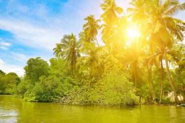 Gölün kıyısındaki Mangrove ormanında güzel, parlak gün doğumu.