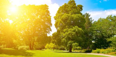 Büyük güzel ağaçlar ve yaz parkındaki çayır üzerindeki yeşil çimenler. Gün doğumu.