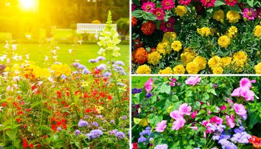 Parlak çiçekli ve yeşil yapraklı güzel yaz çiçeklerinden manzaralar kur.