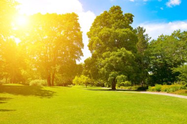 Green landscape with sunlight shining through the trees in a tranquil park setting. Ideal for backgrounds, nature themes, and environmental concepts.
