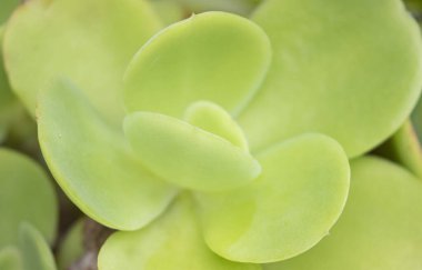 Bahçedeki yeşil çiçeğe yaklaş