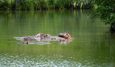 Herd of Hippopotamuses in Colombia, these animals were introduced in the '70s by Pablo Escobar clipart