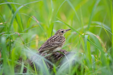 Çok nadir görülen küçük bir kuş olan Sarı Pipit 'i (Anthus chii) Orta Panama' nın otlaklarında görebiliriz.