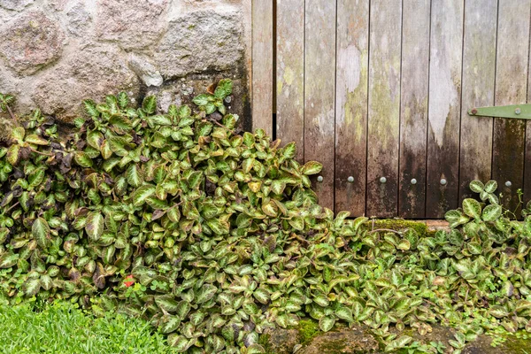 Vedere Unei Uși Grădină Vărsat Frunze Verzi Partea Jos — Fotografie, imagine de stoc