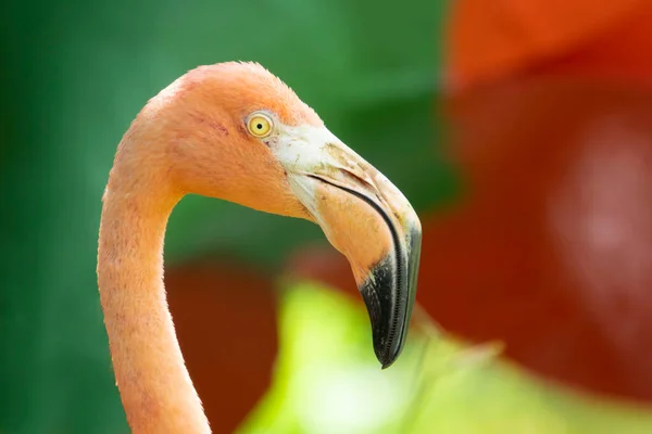 Közelkép Egy Flamingó Mutató Gyönyörű Élénk Tollazat Színe — Stock Fotó