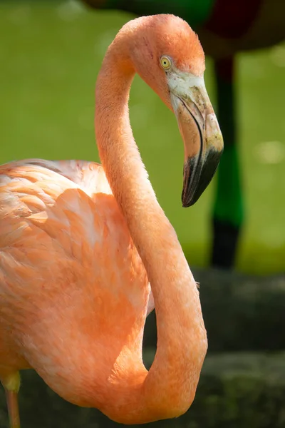 Zbliżenie Flaminga Pokazując Piękny Żywy Kolor Upierzenia — Zdjęcie stockowe