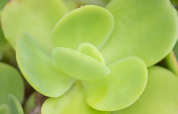 Közel Egy Zöld Virághoz Kertben — Stock Fotó