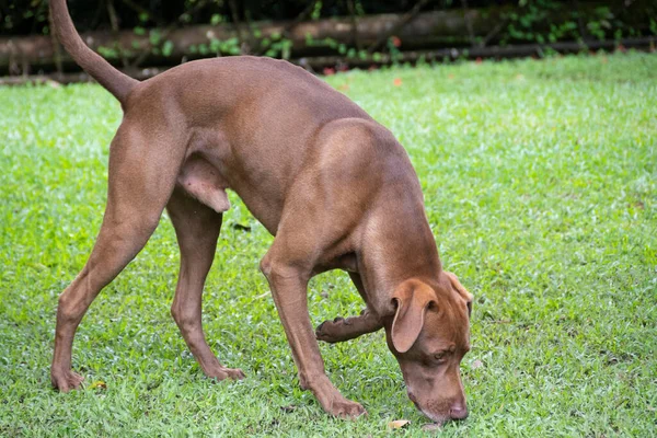 犬は祈りに従うために地面に嗅ぐ猟犬 — ストック写真