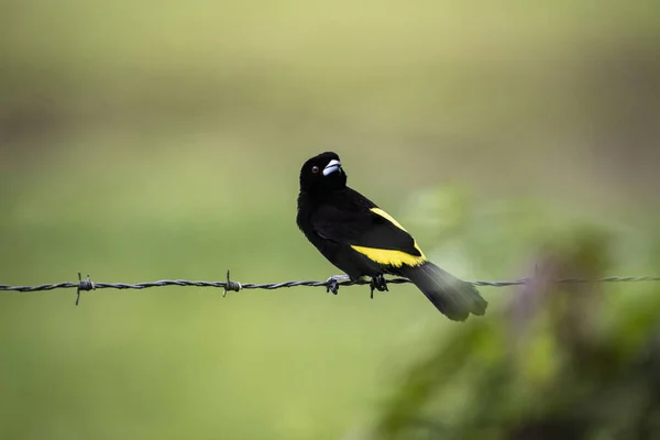 Lemon Rumped Tanager Ramphocelus Icteronotus Perched Barbed Wire Line — Stock Photo, Image