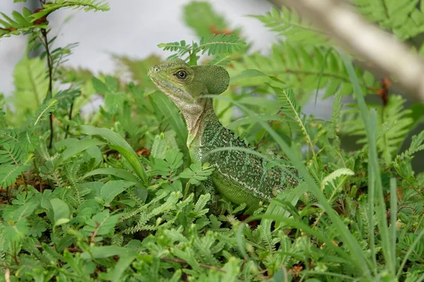 Close Green Lizard — Stock Photo, Image