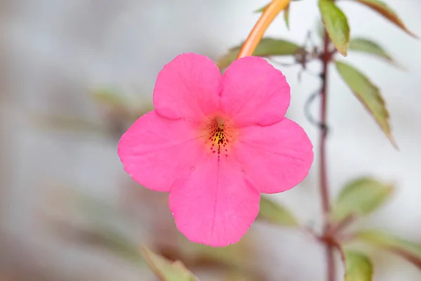 靠近一朵美丽的粉红松西花 — 图库照片