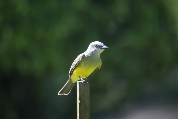 Tropical Kingbird Tyrannus Melancholicus Perched Iron Bar Garden — Stock Photo, Image