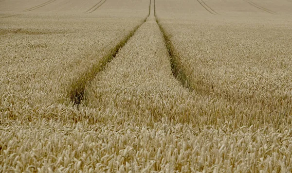 View Wheat Field Rural Denmark — Stock Photo, Image