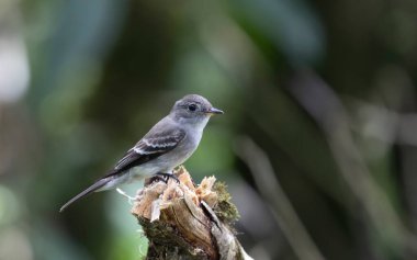 Doğu Ormanı Pewee (Contopus virens) bir ağaç kütüğüne tünemiş.