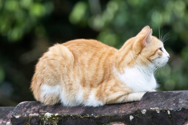 Bir ev çitinin üzerinde yatan dişi kedinin yakın görüntüsü