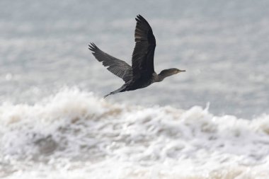 Neotropik Karabatak veya Olivaceous Karabatağı (Nannopterum brasilianum) Panama 'da bir plajda dalgaların üzerinde uçar