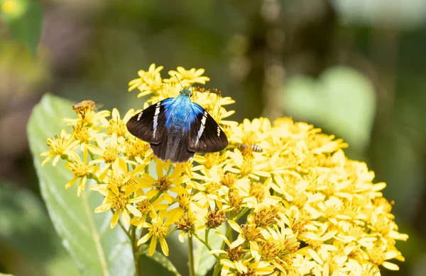 Schöne Astraptes Fulgerator Skipper Schmetterling Auf Einer Wilden Gelben Blume — Stockfoto
