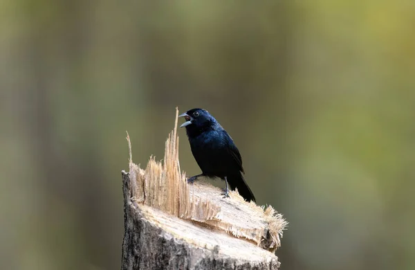 Kleine Blauw Zwarte Grassquit Volatinia Jacarina Mannelijke Zingen Top Van — Stockfoto