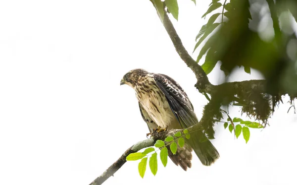 下記の祈りを求めて木の枝に羽を広げた鷹 ブテオ プラティプテルス — ストック写真