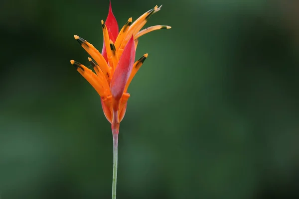 Nahaufnahme Einer Wunderschönen Helikonischen Blume Mit Tiefgrünem Hintergrund — Stockfoto