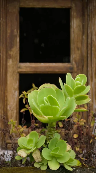 Vista Uma Flor Verde Pote Flor Janela — Fotografia de Stock