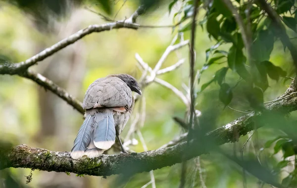 Grey Headed Chachalaca Ortalis Cinereiceps Perched Big Tree Branch Rainforest — Stock Photo, Image