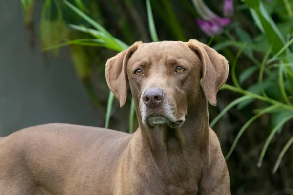 家の庭で美しい茶色の狩猟犬のクローズアップ — ストック写真