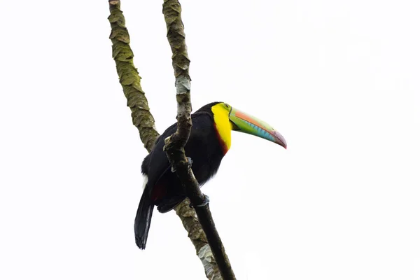 Beautiful Keel Billed Toucan Ramphastos Sulfuratus Perched Tree Branch Isolated — Stock Photo, Image