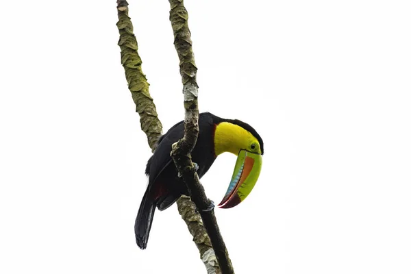Vacker Keel Fakturerade Toucan Ramphastos Sulfuratus Sitter Trädgren Med Isolerad — Stockfoto