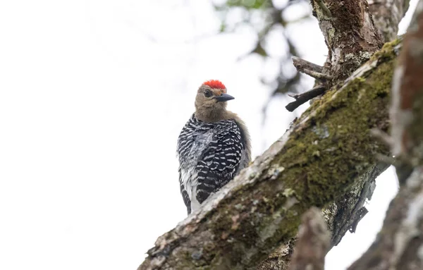 Red Crowned Woodpecker Melanerpes Rubricapillus Macano Tree Branch — Stock Photo, Image